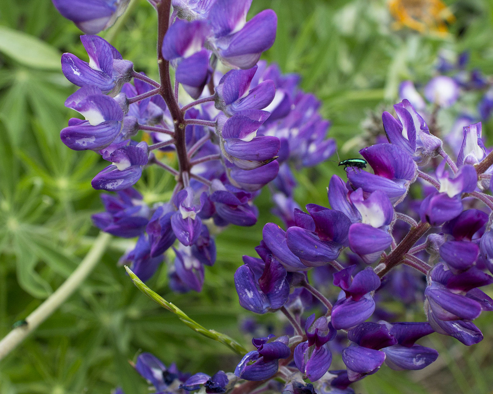 YE OLDE Tohy Buhr bug in purple flower.jpg